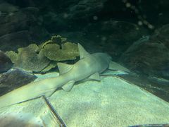 -上海海洋水族馆