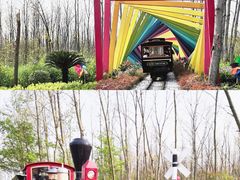 -合肥滨湖国家森林公园