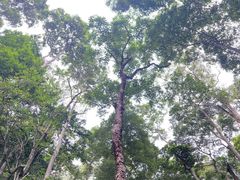 -西双版纳基诺山寨