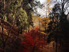 -香山公园
