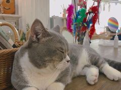 -共舞时光猫咖·狗咖(新街口店)