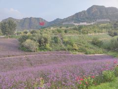 -密云玫瑰情园