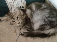 -伟伟宠物医院·CT影像中心·瑞派犬猫综合性门诊(汉口总院)