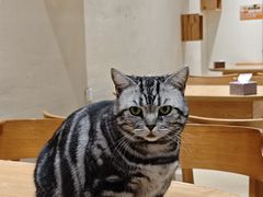 -藏猫猫咖啡主题馆(中央大道店)