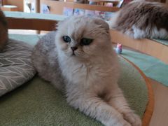 -CAT’S MEWSTAR CAFE·喵星球猫屋(晴湾咖啡店)