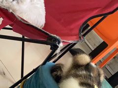-平行世界·猫咖(首经贸店)