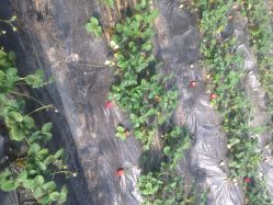 蓝色浪潮采摘园-蓝呗呗蓝莓草莓采摘园(通州区马驹桥店)