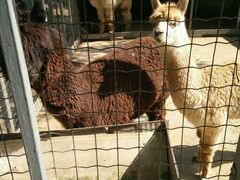 -意大利农场度假村