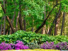 -上海共青森林公园