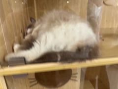 -共舞时光猫咖·狗咖(新街口店)