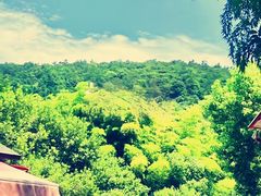 -树山生态村