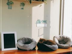 -东方名猫馆·英短金渐层布偶猫舍(环线广场1号楼店)