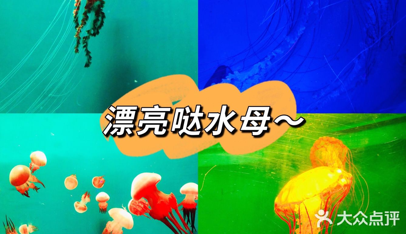 🐬🐬夏日遛娃好去处～青岛海昌极地海洋公园