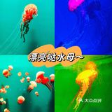 🐬🐬夏日遛娃好去处～青岛海昌极地海洋公园