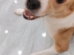 -芭比堂动物医院·24小时·眼科中心(深圳中心)