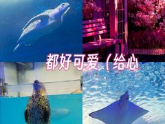 -正佳极地海洋世界