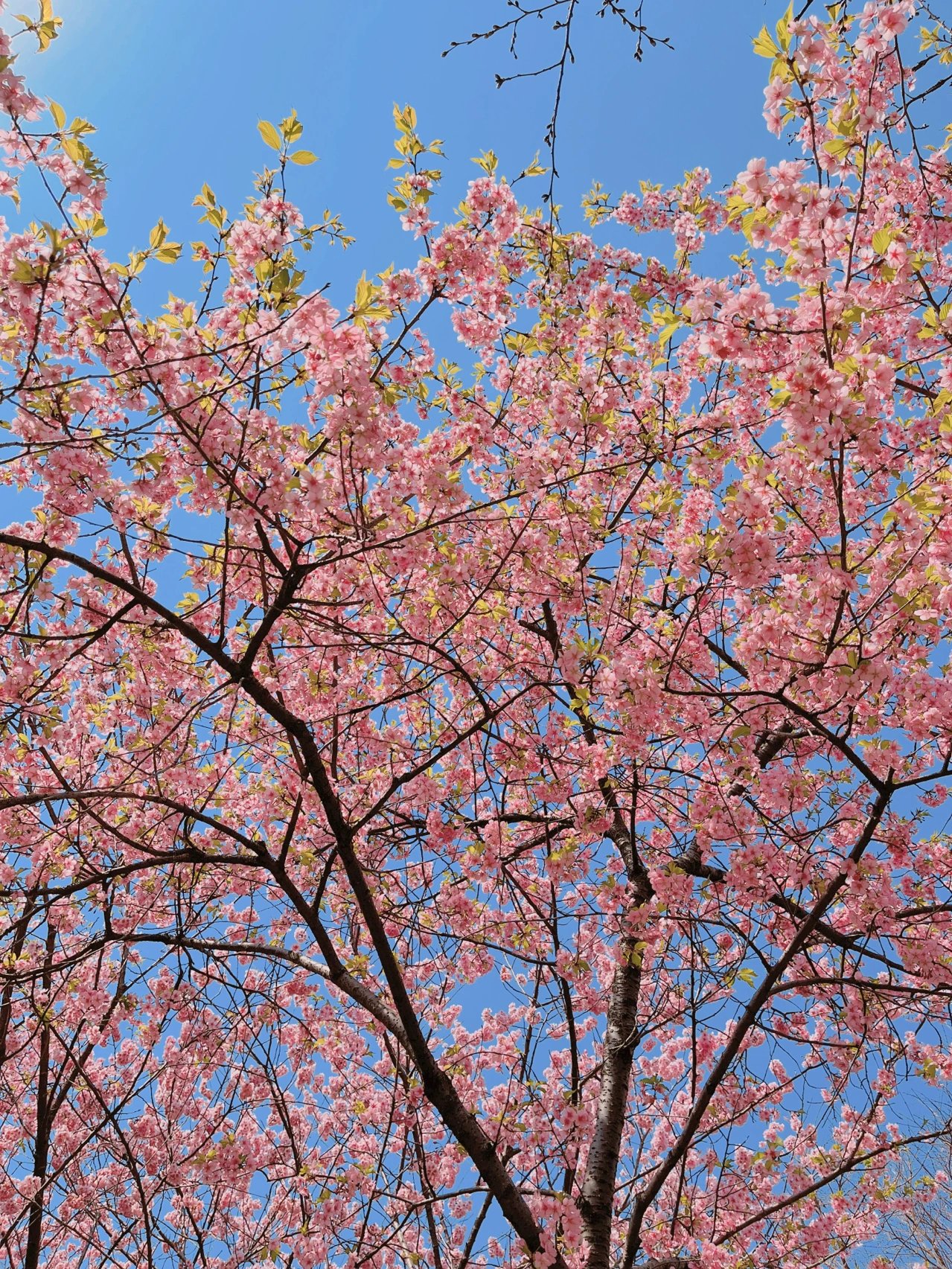 襄阳赏花景点图片