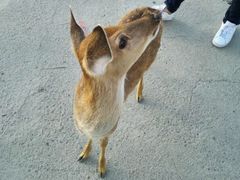 -鹿境梅花鹿生态园区