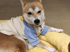 -逗柴咖啡屋·狗咖猫咖宠物桌游