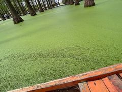 -渌洋湖湿地公园