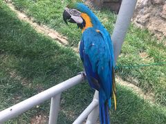 -西霞口神雕山野生动物世界