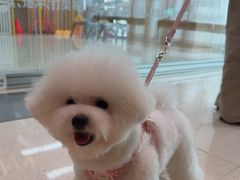 -帕帕拉兹宠物(亚洲旗舰店)