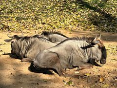 -北京野生动物园
