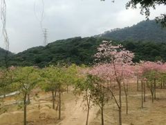 -风云岭森林公园