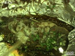 锡纸烤鱼-木屋烧烤(南新店)