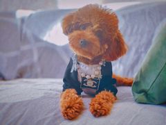 -多乐狗狗宠物训练工作室