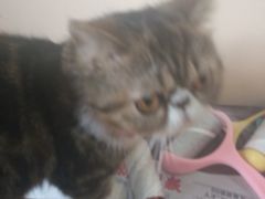 -李小姐の猫咖啡馆(五角场店)