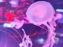 -上海海昌海洋公园