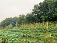 -天强农家菜馆