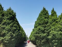 -秦始皇帝陵博物院-丽山园