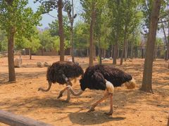 -大连森林动物园