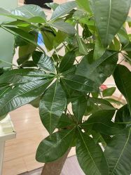 -本真坊美容美体沙龙