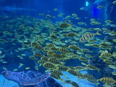-海合安成都极地海洋公园