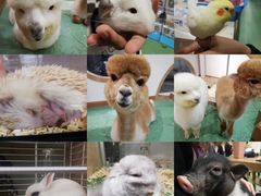 -藦茜花园宠物主题亲子互动体验馆(国顺东路店)
