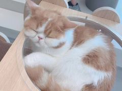 -飞行喵MR PILOT|猫舍·猫咖(静安大融城店)