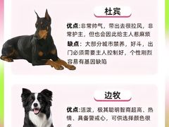 -翊宠yipet猫狗购宠庄园犬舍•猫舍