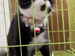 -爱派特动物医院·全科诊疗中心