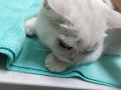 -东莞宠友24H宠物中心医院·转诊夜诊·异宠(新河北路院)