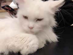 -猫小院猫主题咖啡厅(北锣店)
