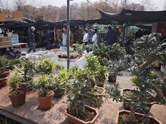 -中环花鸟鱼虫市场