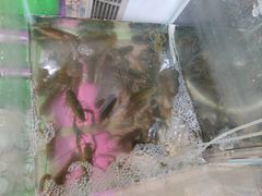 -星记小馆·小蓝龙·老南京砂锅菜(上海路店)