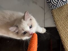 -爱妮康宠物医院·干细胞免疫细胞·肿瘤·心脏(张江店)