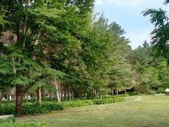 -黑龙江省森林植物园