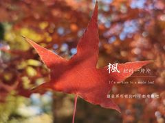 -鬼笑石后山停车场