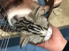-伟伟宠物医院·CT影像中心·瑞派犬猫综合性门诊(汉口总院)