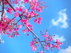 -天适樱花悠乐园